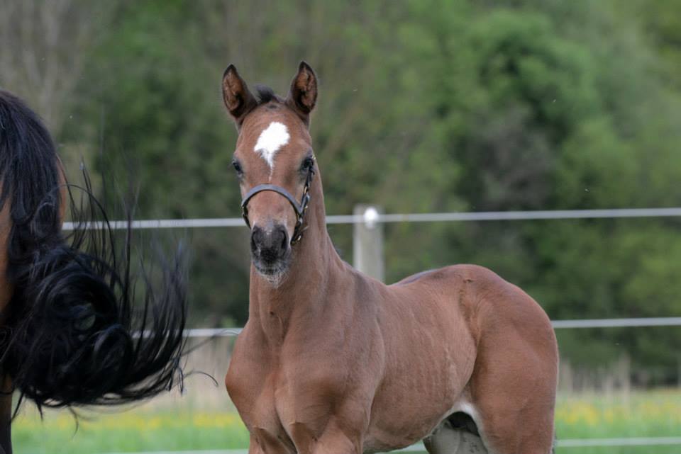 Trakehner Hengstfohlen von Saint Cyr - Friedensfrst, Foto: Luisa Klein
