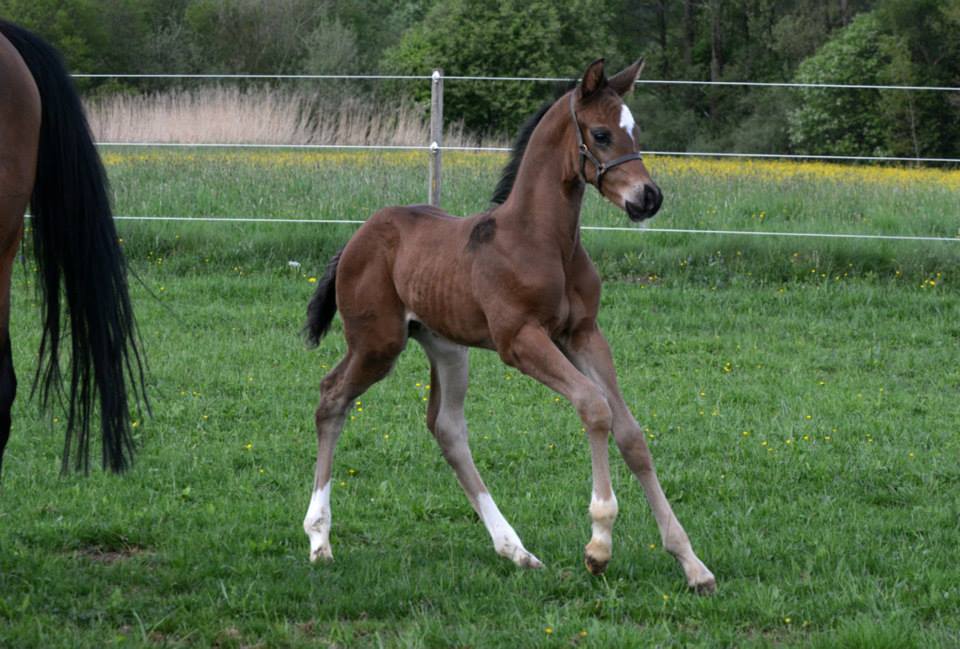 Trakehner Hengstfohlen von Saint Cyr - Friedensfrst, Foto: Luisa Klein