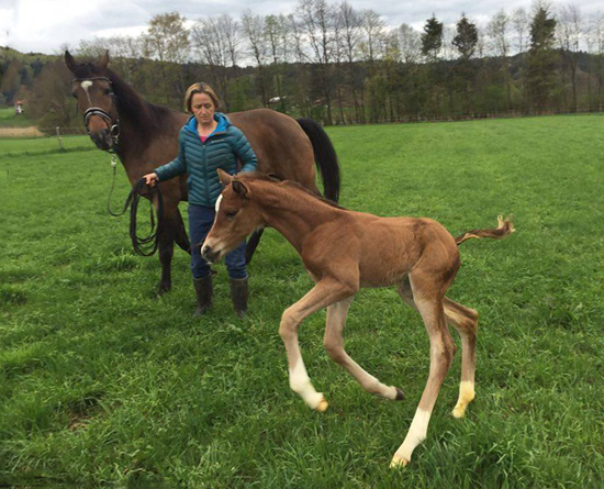 Trakehner Hengstfohlen von Saint Cyr - Friedensfrst, Foto: Luisa Klein