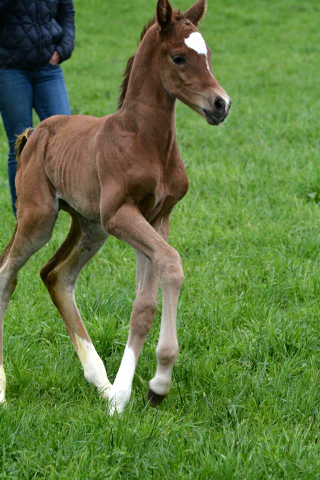 Trakehner Hengstfohlen von Saint Cyr - Friedensfrst, Foto: Luisa Klein