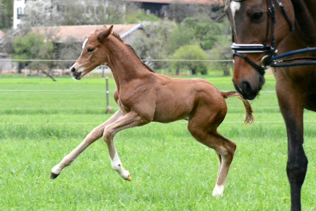 Trakehner Hengstfohlen von Saint Cyr - Friedensfrst, Foto: Luisa Klein