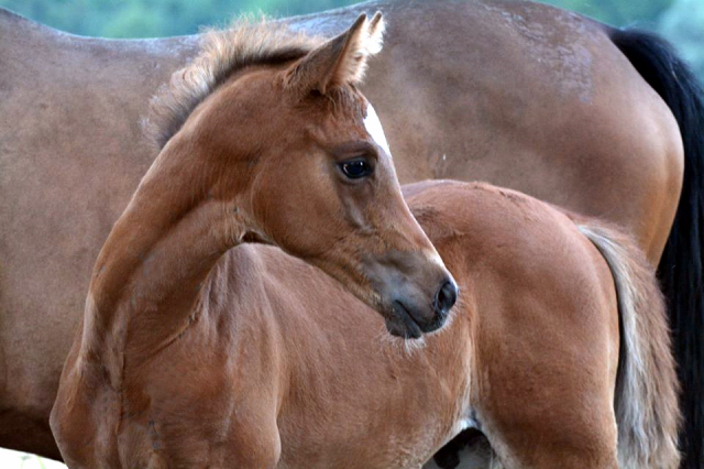 Trakehner Hengstfohlen von Saint Cyr - Friedensfrst, Foto: Luisa Klein