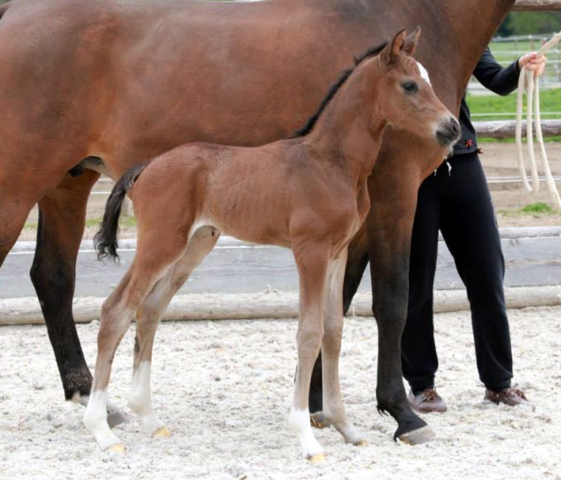 Trakehner Hengstfohlen von Saint Cyr - Friedensfrst, Foto: Luisa Klein