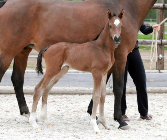 Trakehner Hengstfohlen von Saint Cyr - Friedensfrst, Foto: Luisa Klein