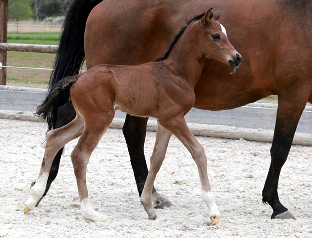 Trakehner Hengstfohlen von Saint Cyr - Friedensfrst, Foto: Luisa Klein