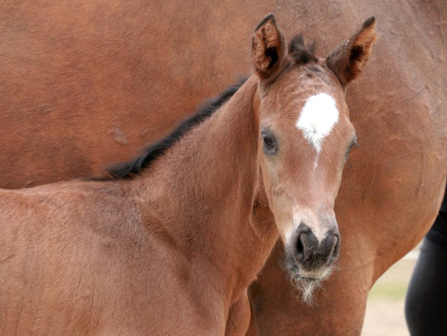 Trakehner Hengstfohlen von Saint Cyr - Friedensfrst, Foto: Luisa Klein