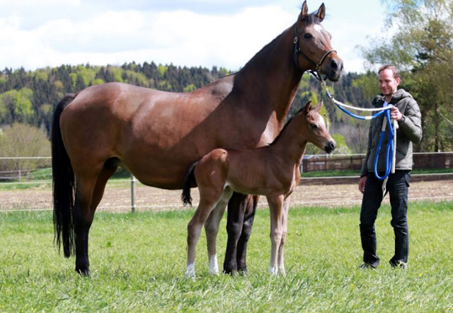 Trakehner Hengstfohlen von Saint Cyr - Friedensfrst, Foto: Luisa Klein