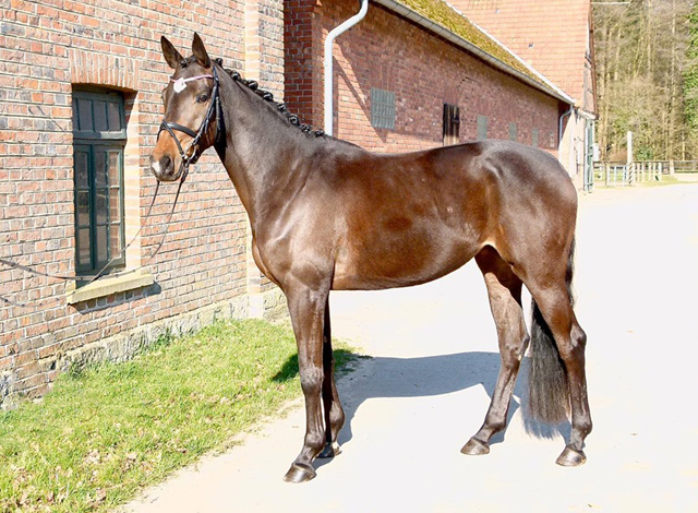 Trakehner Prmienstute Diana M v. Saint Cyr, Foto: Privat