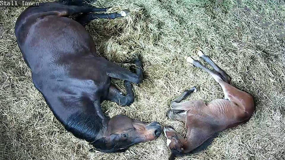 15. April 2018 - Stutfohlen von Saint Cyr u.d. Trumchen v. Donaufischer - Foto: Mller