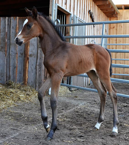 18. April 2018 - Stutfohlen von Saint Cyr u.d. Trumchen v. Donaufischer - Foto: Mller