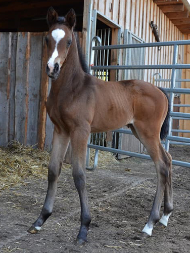 18. April 2018 - Stutfohlen von Saint Cyr u.d. Trumchen v. Donaufischer - Foto: Mller