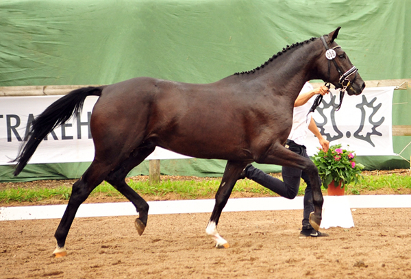 Habanero v. Marseille - Foto: Beate Langels - Trakehner Gestt Hmelschenburg