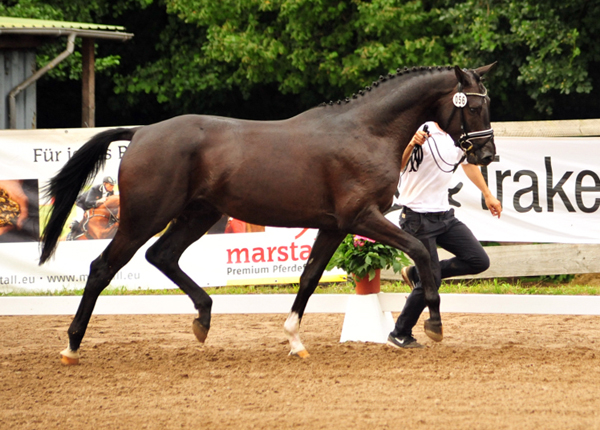 Habanero v. Marseille - Foto: Beate Langels - Trakehner Gestt Hmelschenburg