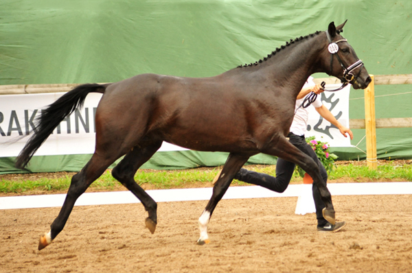 Habanero v. Marseille - Foto: Beate Langels - Trakehner Gestt Hmelschenburg