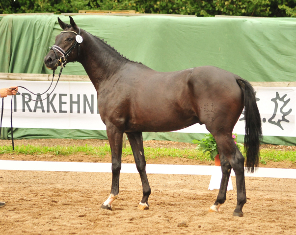 Habanero v. Marseille - Foto: Beate Langels - Trakehner Gestt Hmelschenburg