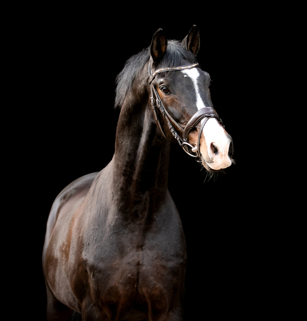 Shavalou im Mrz 2023 - Trakehner Gestt Hmelschenburg  - Foto: Meike Dsterwald