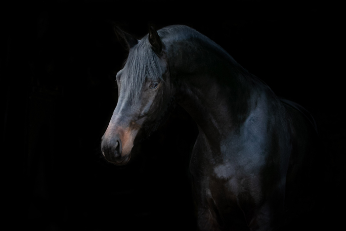 Under Amour v. Saint Cyr
 - Trakehner Gestt Hmelschenburg - Beate Langels - Foto Meike Dsterwald