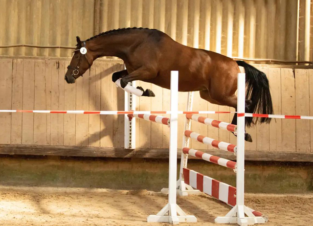 Platz 3 in der Leistungsprfung fr unsere 3jhrige Stute Schwalbenaura v. Kacyo u.d. Schwalbensage v. Grand Corazon - 
Trakehner Gestt Hmelschenburg - Foto: Meike Dsterwald