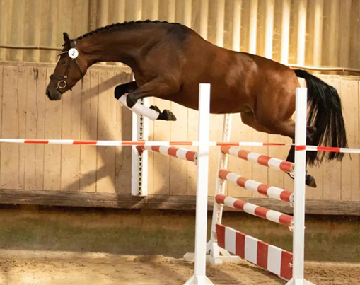 Impressionen vom September 2021 - Trakehner Gestt Hmelschenburg  - Foto: Beate Langels