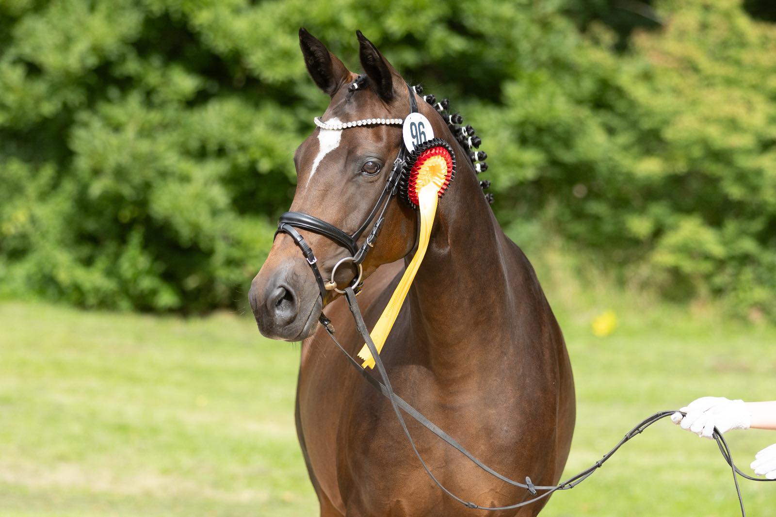 Trakehner Prmienstute GABBANA von High Motion u.d. Greta Garbo v. Alter Fritz, Gestt Hmelschenburg - Beate Langels, Foto: Meike Dsterald