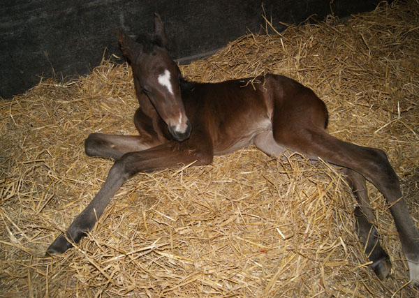 Hengstfohlen von Summertime
