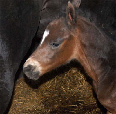 Hengstfohlen von Summertime