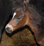 Hengstfohlen von Summertime 