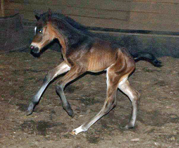 Hengstfohlen von Summertime, Foto: Merkle