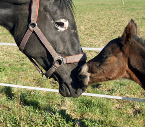 Hengstfohlen von Summertime, Foto: Merkle