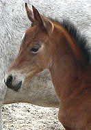 1 Tag alt, Stutfohlen v. Summertime - Pan ox, Foto: Familie van der Mijl