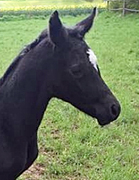 Stutfohlen von Saint Cyr x Angard - Foto: M. Leck