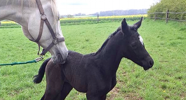 Trakehner Stutfohlen von Saint Cyr u.d. PrSt. Itanga v. Angard - Helianthus - Foto: Marko Leck