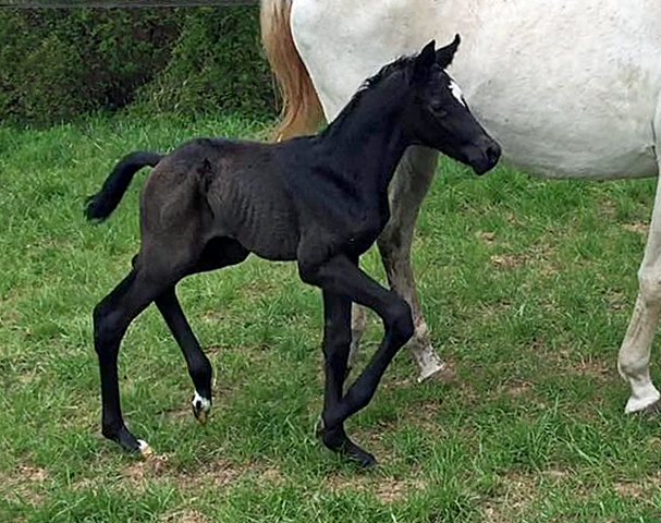 Trakehner Stutfohlen von Saint Cyr u.d. PrSt. Itanga v. Angard - Helianthus - Foto: Marko Leck