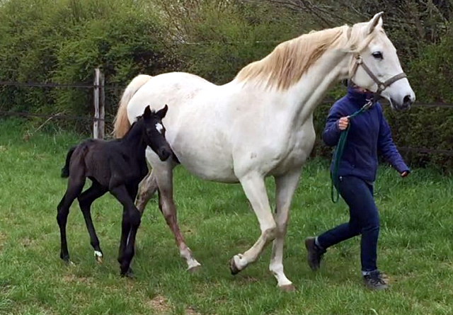Trakehner Stutfohlen von Saint Cyr u.d. PrSt. Itanga v. Angard - Helianthus - Foto: Marko Leck