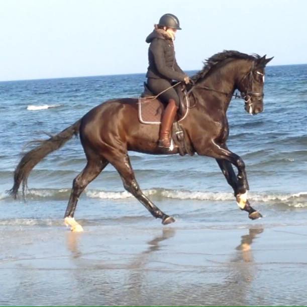 Ehramo von Alter Fritz x Kostolany und Aileen im April 2016 - Foto: Kluge - Trakehner Gestt Hmelschenburg