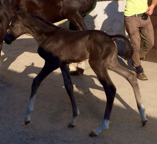soeben geboren: Stutfohlen von Saint Cyr u.d. Ma Baronesse v. C'est Bon - Foto: Markus Walter - Gestt Hmelschenburg