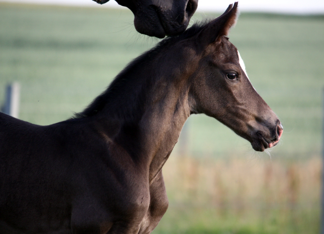2 Tage alt: Stutfohlen von Saint Cyr u.d. Ma Baronesse v. C'est Bon - Foto: Markus Walter - Gestt Hmelschenburg