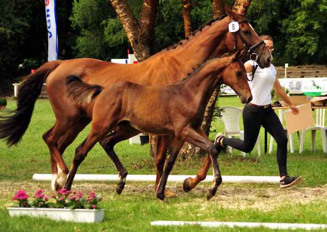 Hengstfohlen von High Motion x Hoftnzer - Foto: Beate Langels
