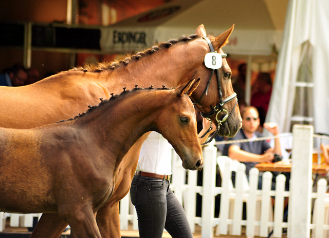 Hengstfohlen von High Motion x Hoftnzer - Foto: Beate Langels