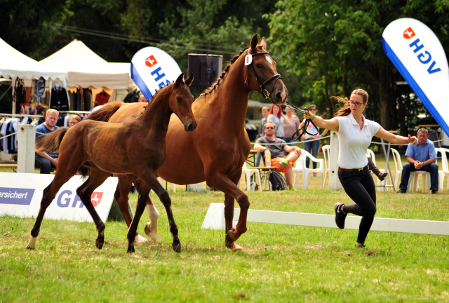 Hengstfohlen von High Motion x Hoftnzer - Foto: Beate Langels
