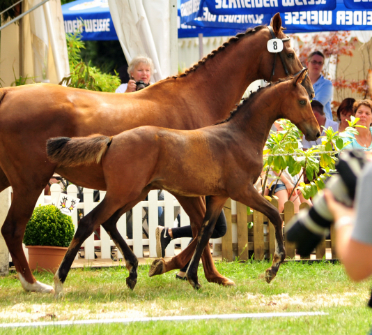 Hengstfohlen von High Motion x Hoftnzer - Foto: Beate Langels