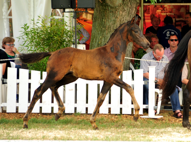 24. Juni 2016 - Hengstfohlen von Saint Cyr u.d. Ivoire v. King Arthur - Foto: Beate Langels