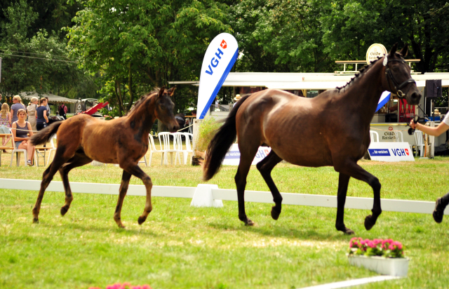 24. Juni 2016 - Hengstfohlen von Saint Cyr u.d. Ivoire v. King Arthur - Foto: Beate Langels