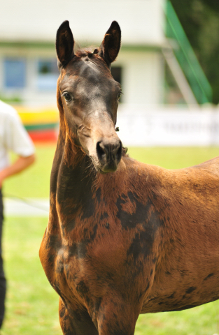 24. Juni 2016 - Hengstfohlen von Saint Cyr u.d. Ivoire v. King Arthur - Foto: Beate Langels