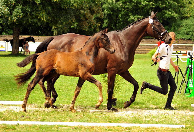 24. Juni 2016 - Hengstfohlen von Saint Cyr u.d. Ivoire v. King Arthur - Foto: Beate Langels