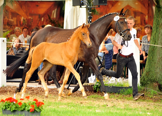 Trakehner Hengstfohlen von High Motion x Sapros, Foto: Beate Langels