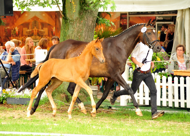 Trakehner Hengstfohlen von High Motion x Sapros, Foto: Beate Langels