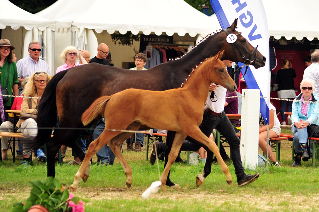 Trakehner Hengstfohlen von High Motion x Sapros, Foto: Beate Langels