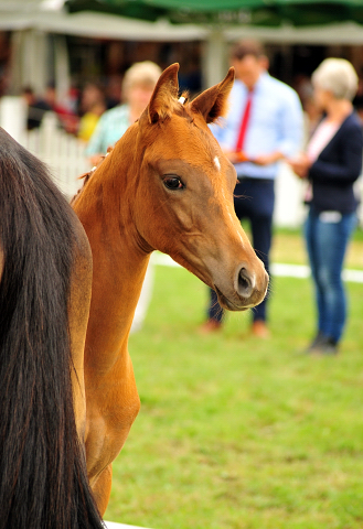 Trakehner Hengstfohlen von High Motion x Sapros, Foto: Beate Langels