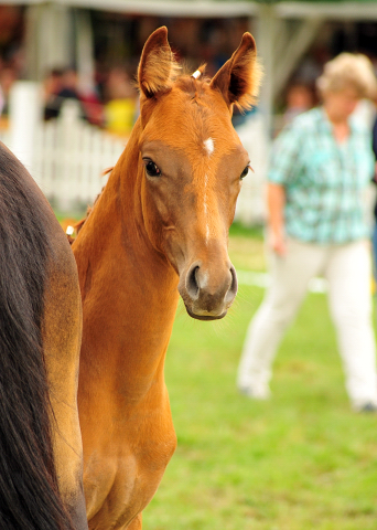 Trakehner Hengstfohlen von High Motion x Sapros, Foto: Beate Langels